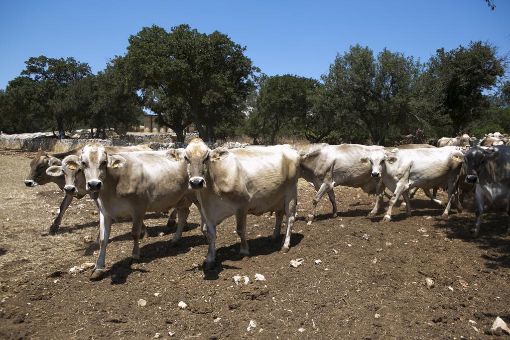 Masseria Cappella Martina Franca Kültér fotó